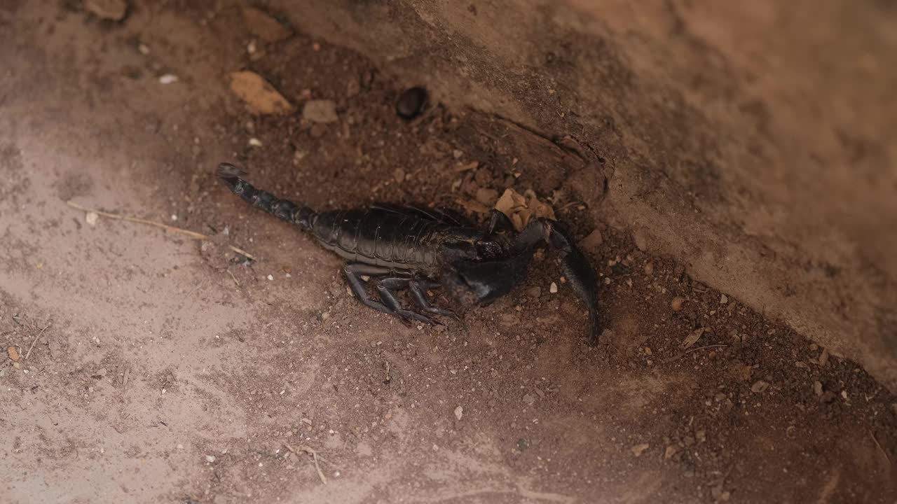 蝎子死在水泥地上视频素材