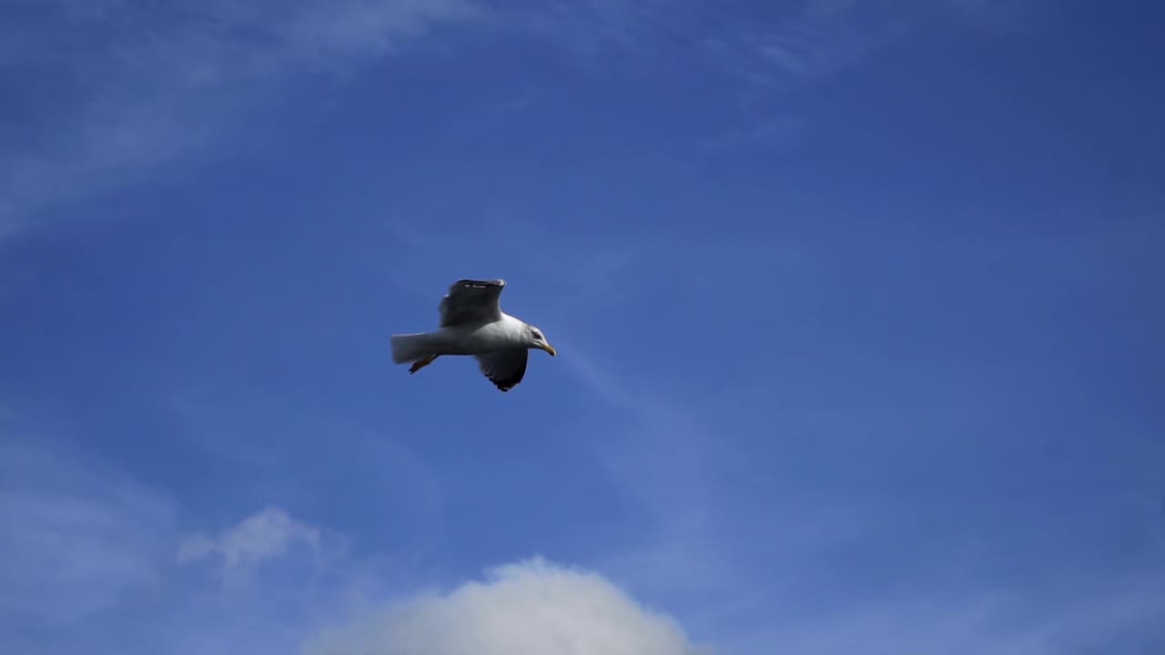 海鸥乘着云在天空中飞翔视频素材