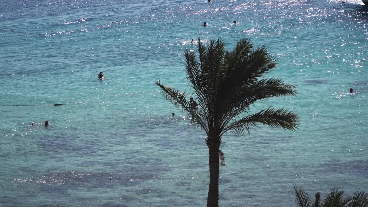 棕榈树对蓝色的热带海洋和不认识的人游泳在海洋，埃及视频素材