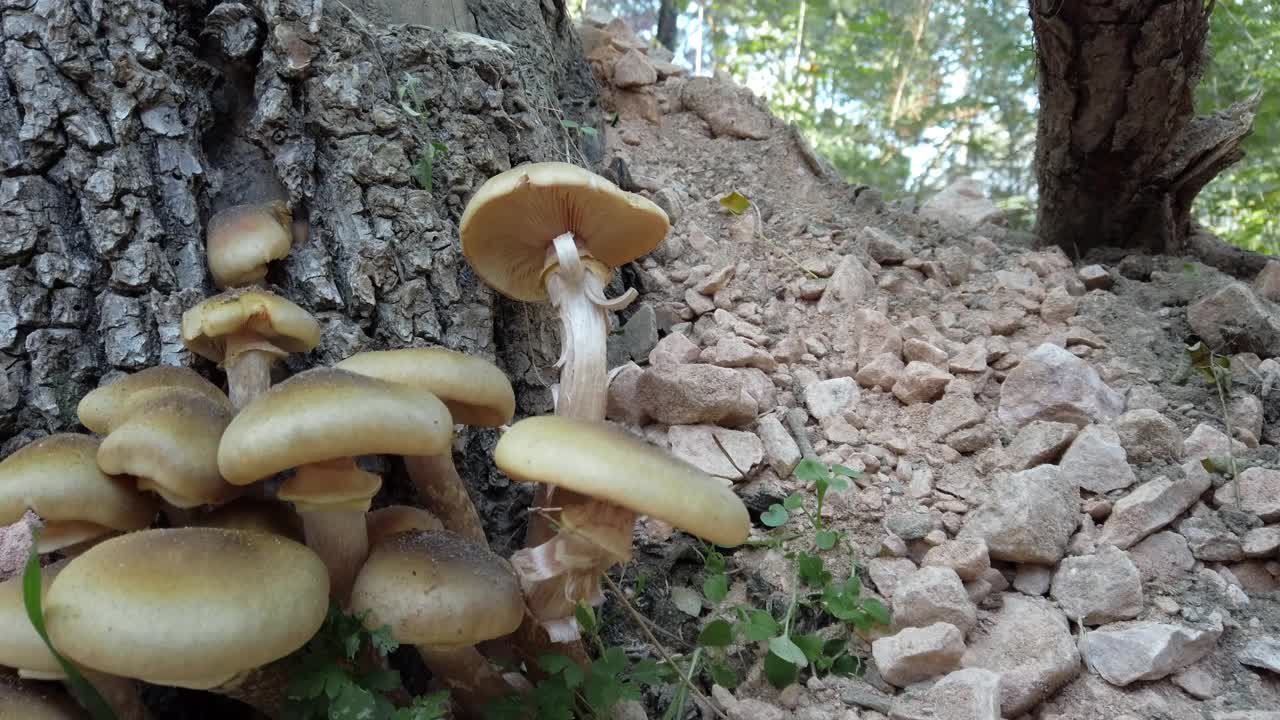 秋天森林中生长在树上的蘑菇-蜜环菌属蜜环菌属的蜂蜜真菌，生活在树木和木质灌木上。视频素材