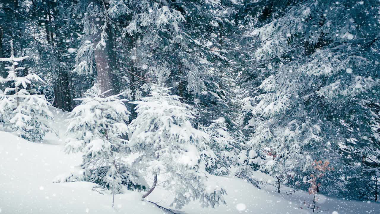 树枝上美丽的蓬松的雪。雪花从云杉树枝上美丽地飘落下来。冬天的童话，树在雪中囚禁。冬天下雪的录像视频素材