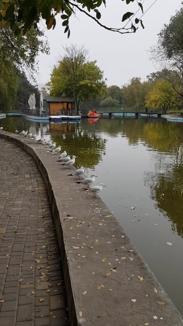 秋天公园池塘边，海鸥开始从风化的水泥路边飞翔视频素材