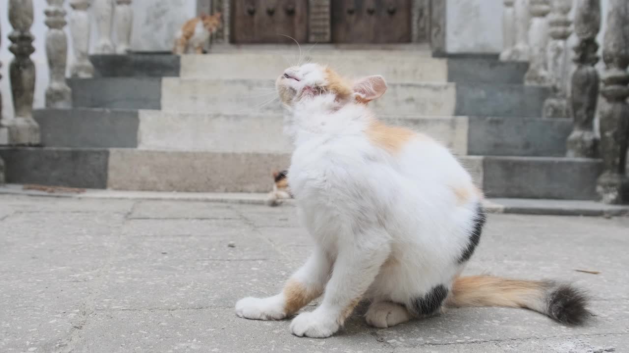 无家可归的破旧的三色猫在非洲的街道上的脏石头镇，桑给巴尔视频素材