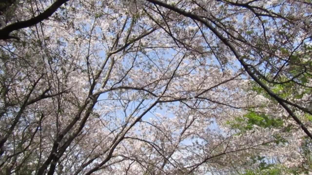 日本。4月的开始。樱花。视频素材