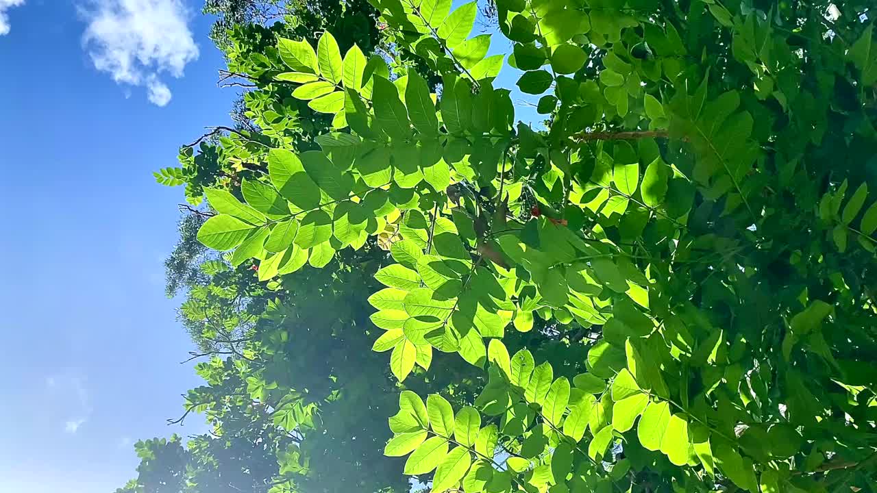绿色的树叶在风中移动视频下载