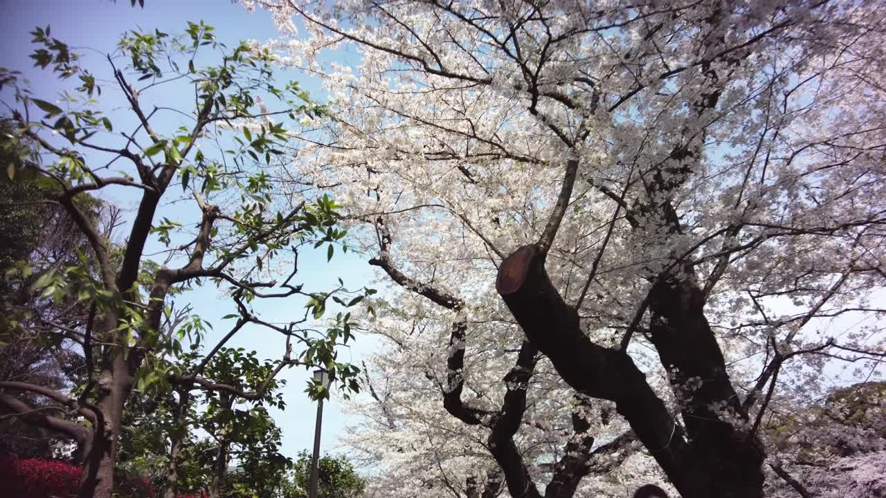 樱花盛开在千代田区九段市，东京视频素材