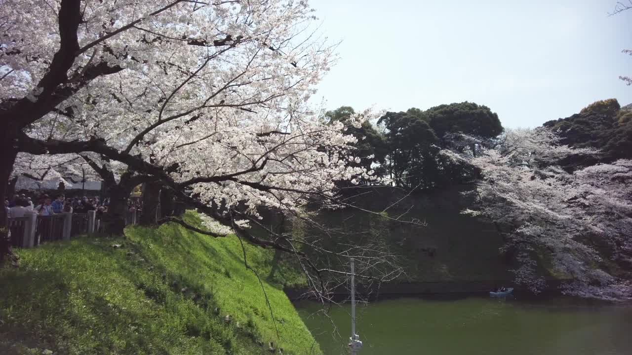 樱花盛开在千代田区九段市，东京视频素材