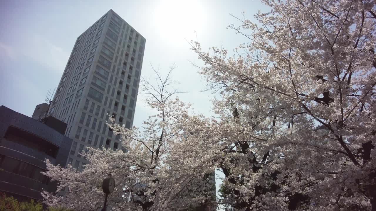 樱花盛开在东京港区野坂的街道上。视频素材