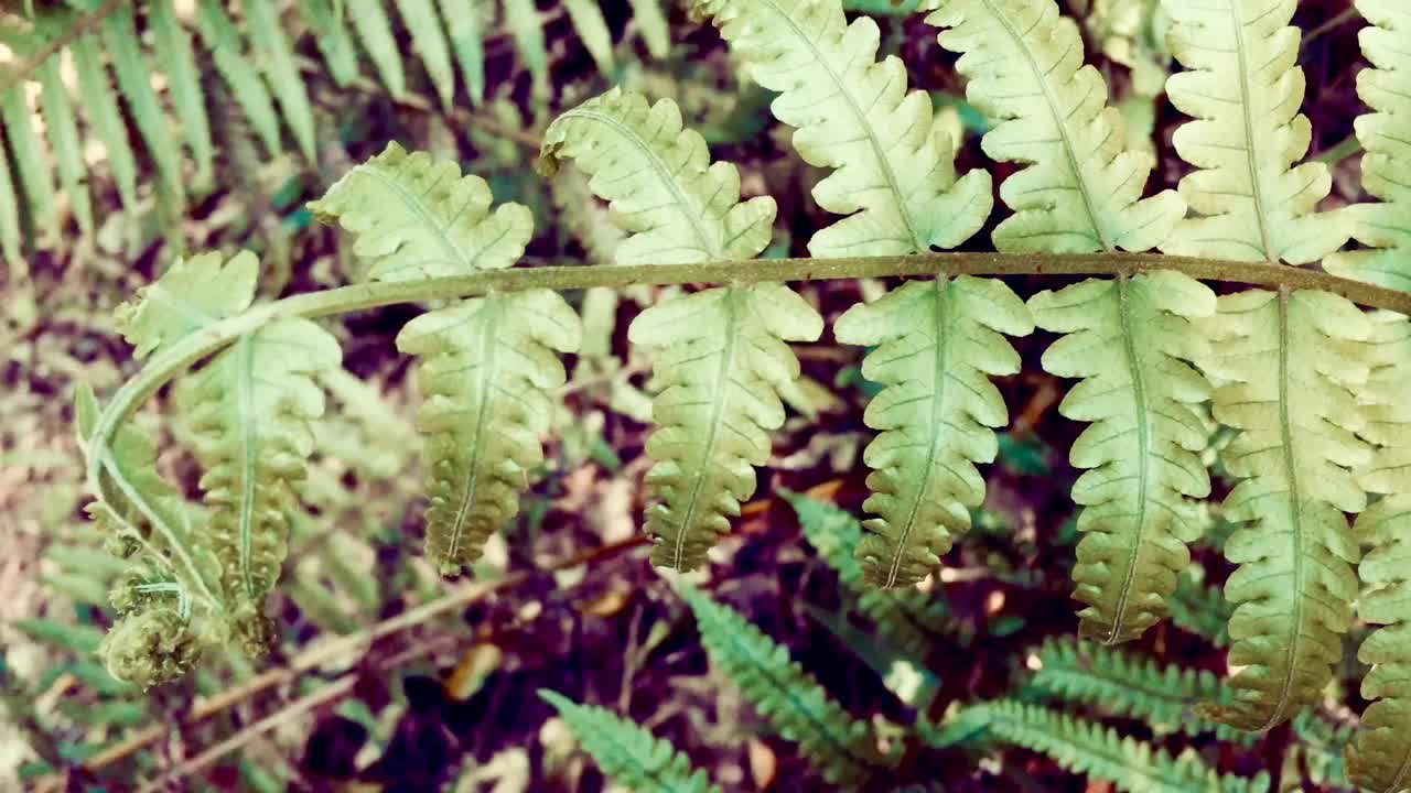 灌木丛中的绿蕨视频素材