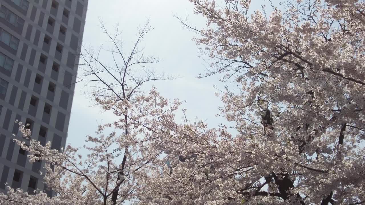 樱花盛开在东京港区野坂的街道上。视频素材