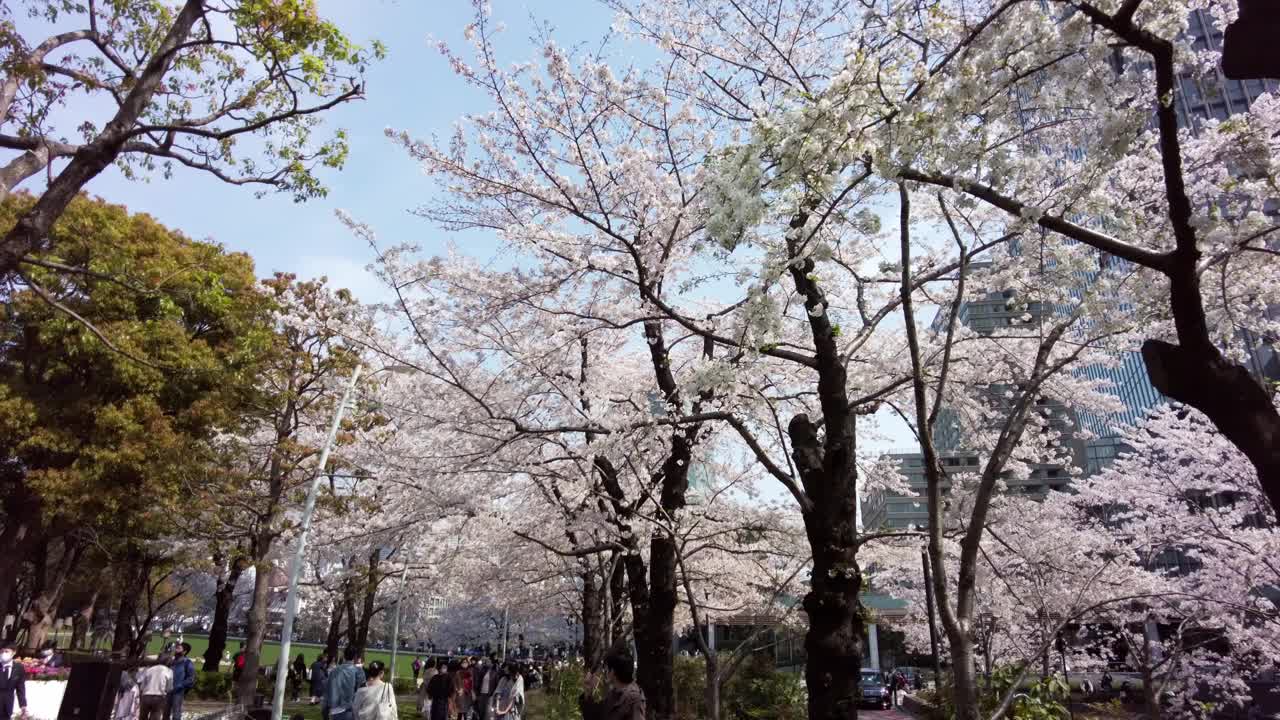 樱花盛开的城市六本木，港区，东京视频素材