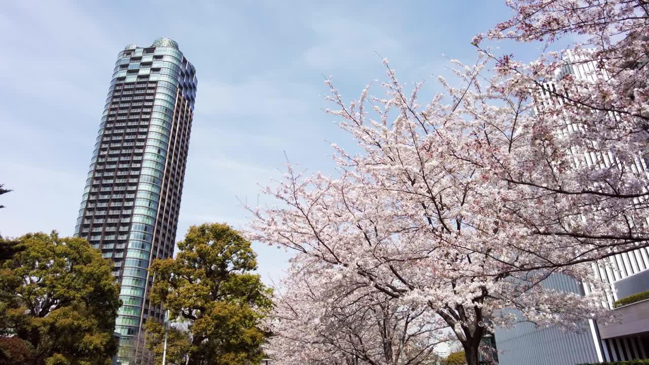 樱花盛开的城市六本木，港区，东京视频素材