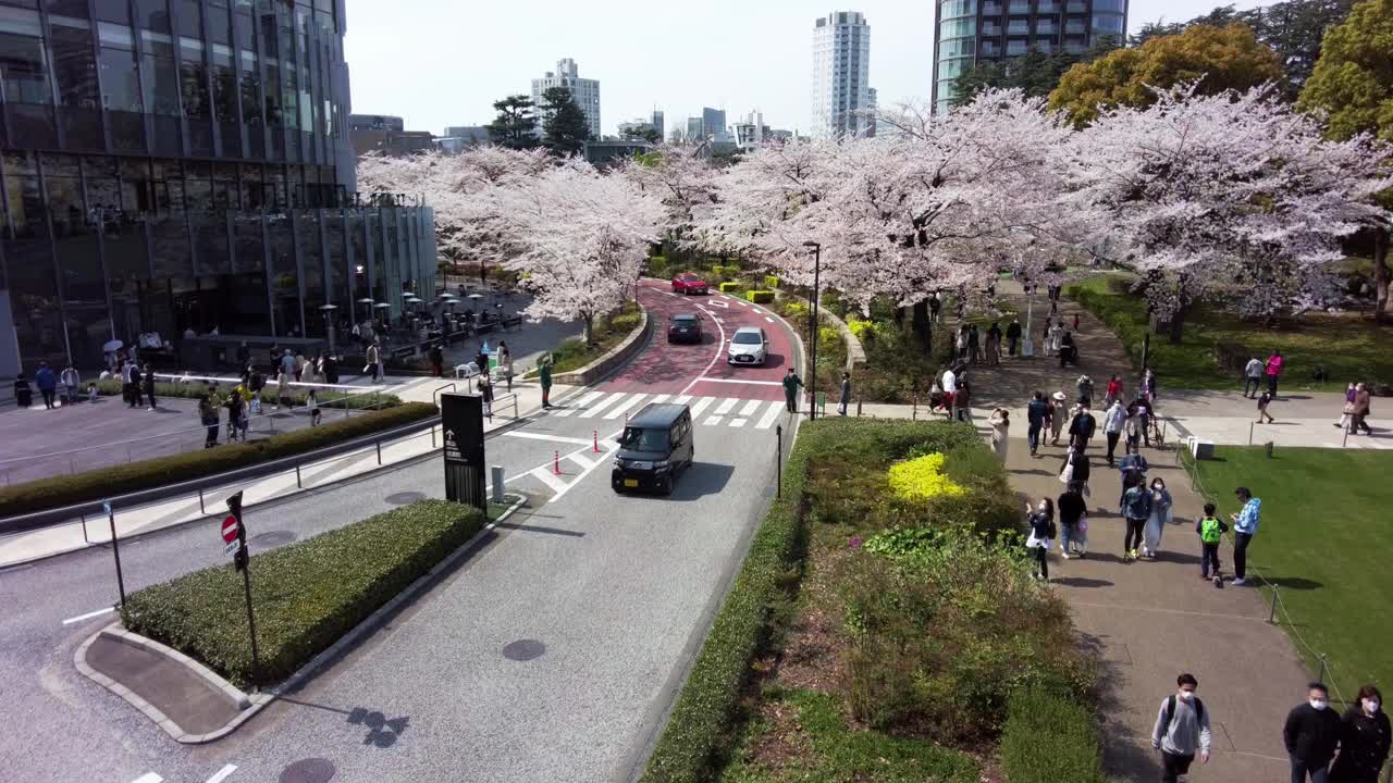 樱花盛开的城市六本木，港区，东京视频素材