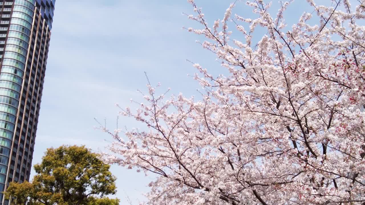 樱花盛开的城市六本木，港区，东京视频素材