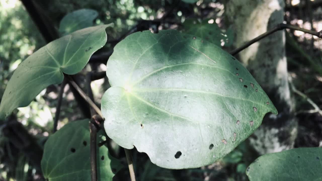 新西兰土著川awa (Piper Excelsum)视频素材