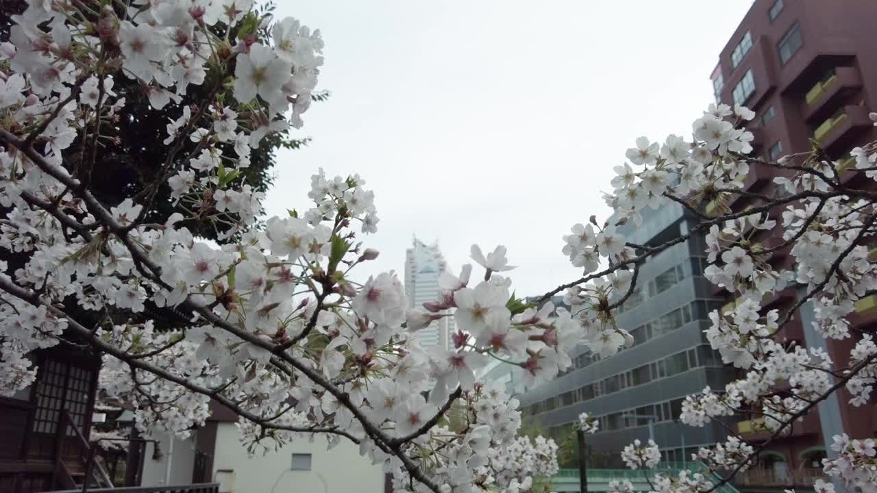 东京新宿西新宿的一个公园里，樱花盛开。视频素材