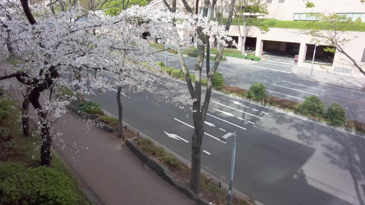 东京新宿西新宿的一个公园里，樱花盛开。视频素材