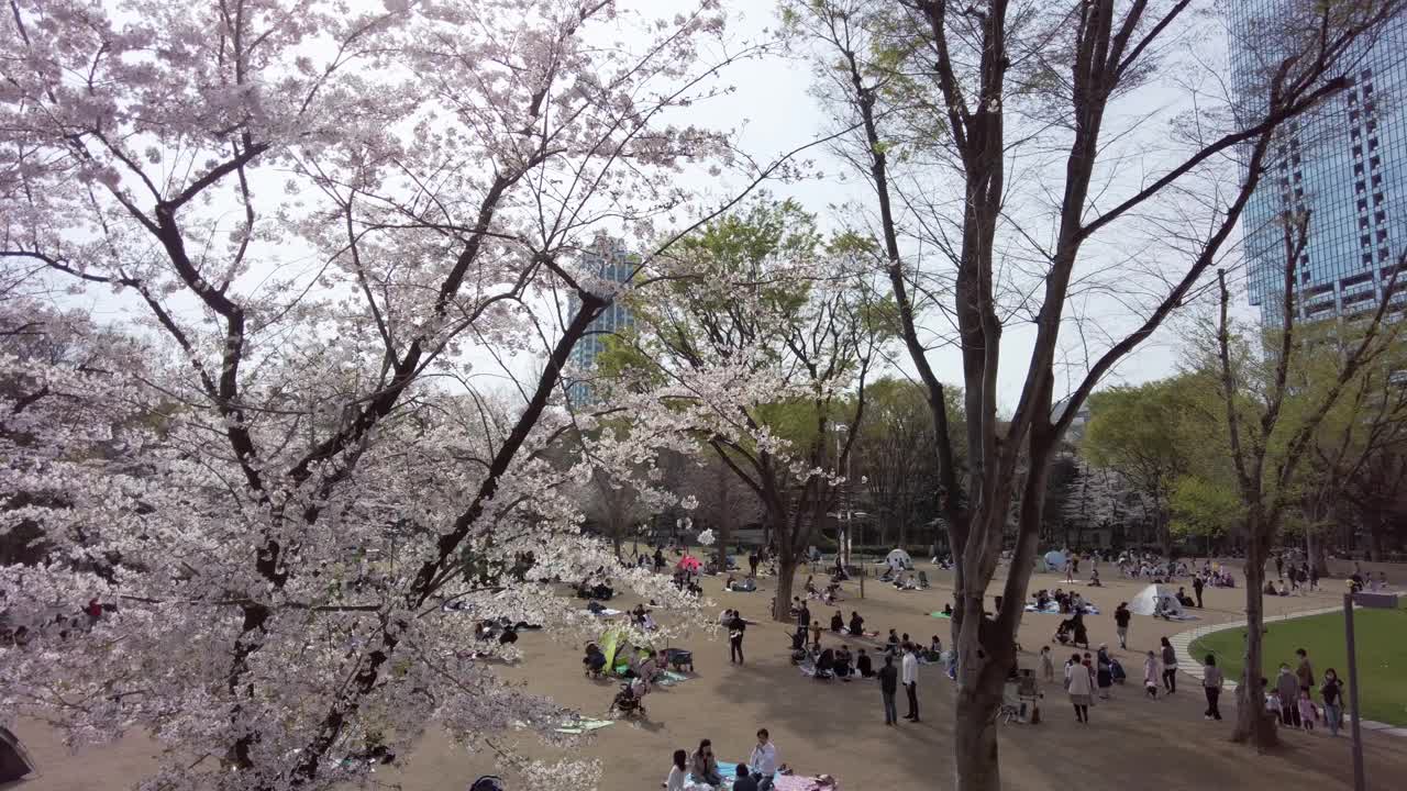 东京新宿西新宿的一个公园里，樱花盛开。视频素材