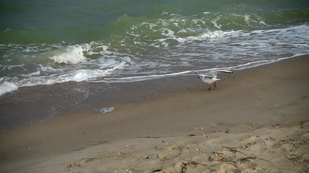 海鸥在海滩上飞翔。缓慢的运动。视频素材