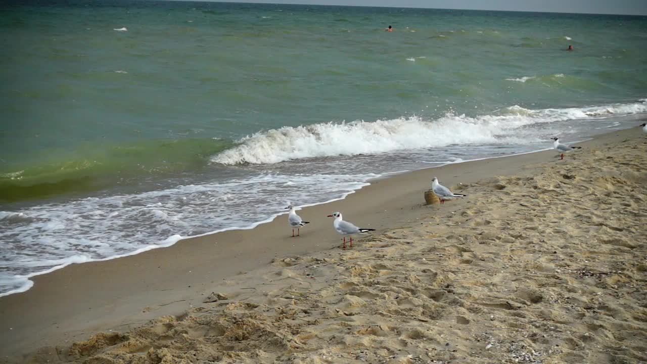 海鸥在海滩上飞翔。视频素材