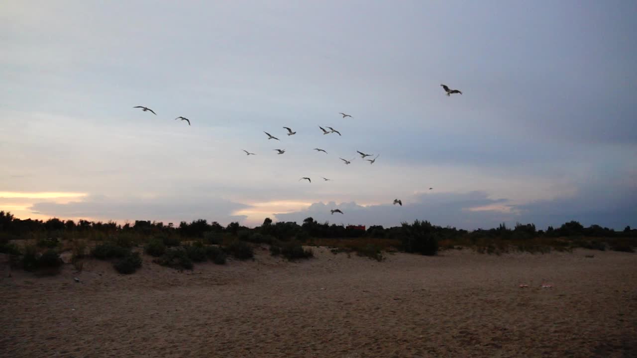 落日余晖中天空中的海鸥。缓慢的运动。视频素材