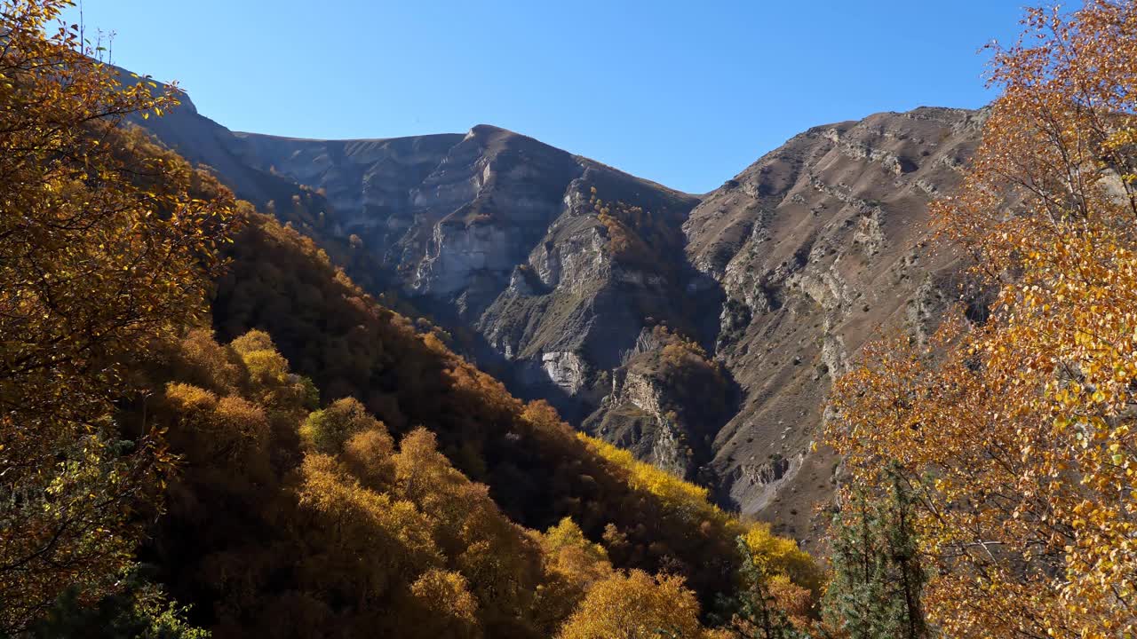 在一个晴朗的秋日，山上有一片色彩斑斓的树林视频素材