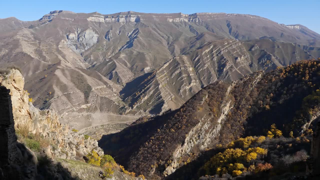 在一个晴朗的秋日，山坡上的黄树全景视频素材