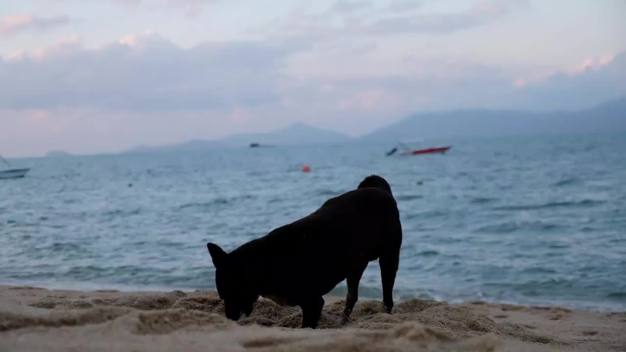 一只黑狗在沙滩上玩耍和挖沙子的慢动作视频素材