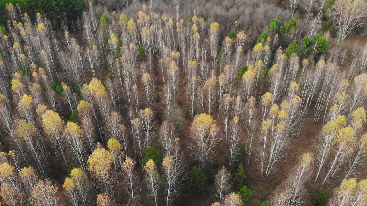 用无人机拍摄的秋天森林的视频剪辑。视频素材