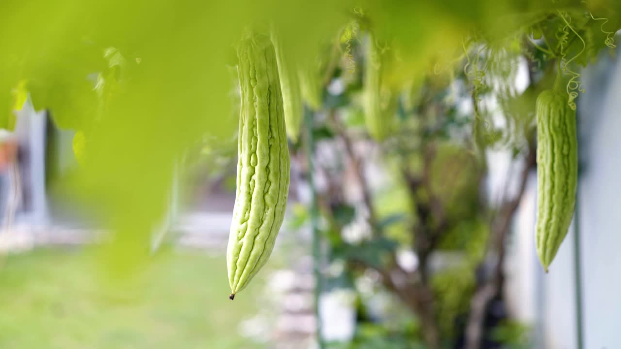 苦瓜(苦瓜)属植物视频素材