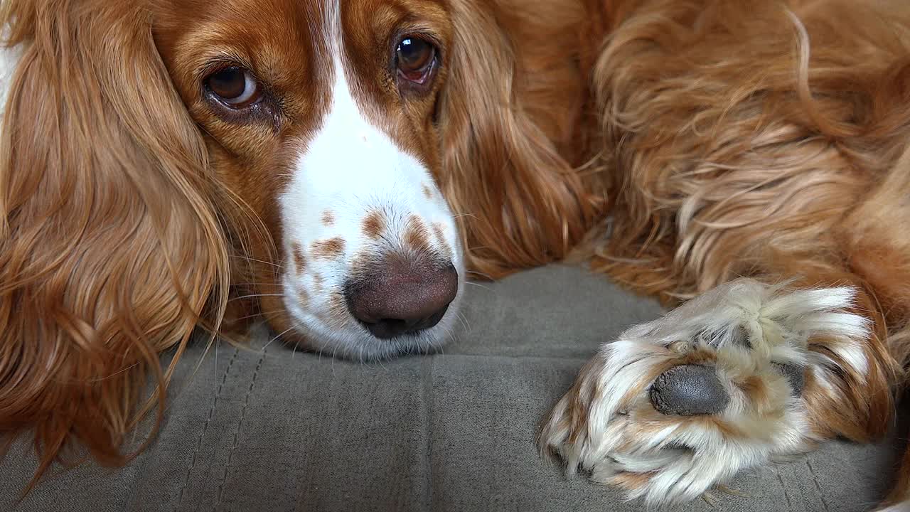 娇惯的可卡犬玩玩具视频素材