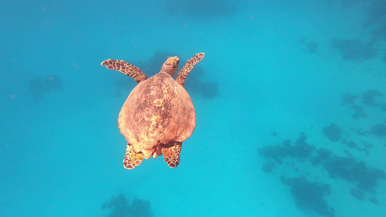 在埃及红海与绿海龟一起浮潜视频素材