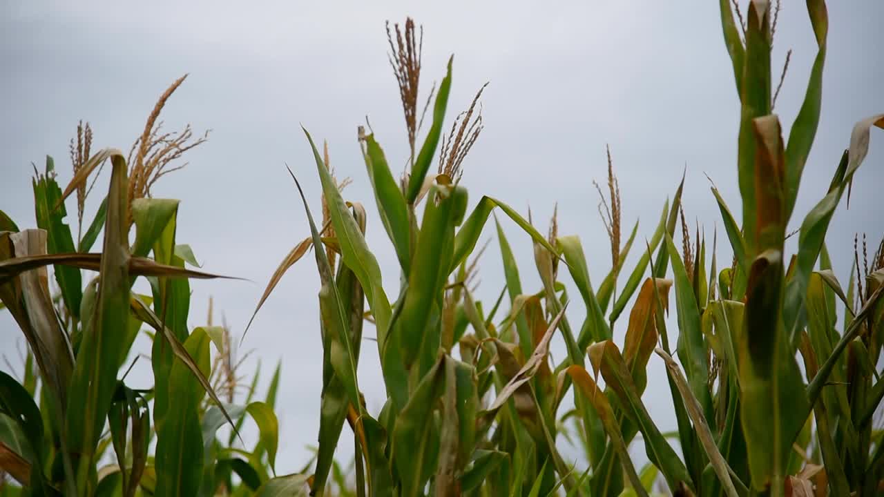 在籽粒灌浆阶段播种玉米。玉米田在巴西视频素材