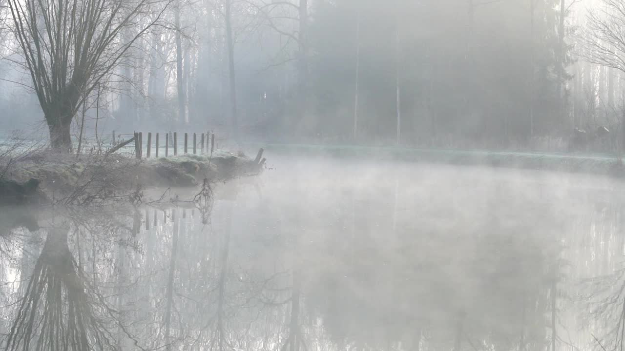 河边的树在雾中视频下载