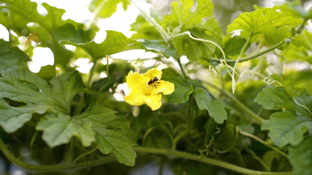 苦瓜花和蜜蜂视频素材