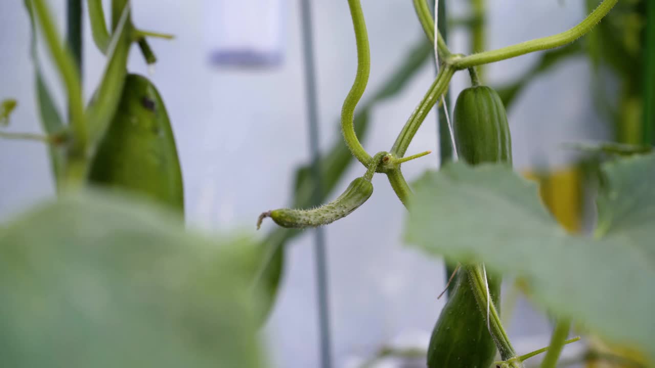 黄瓜与植物视频素材