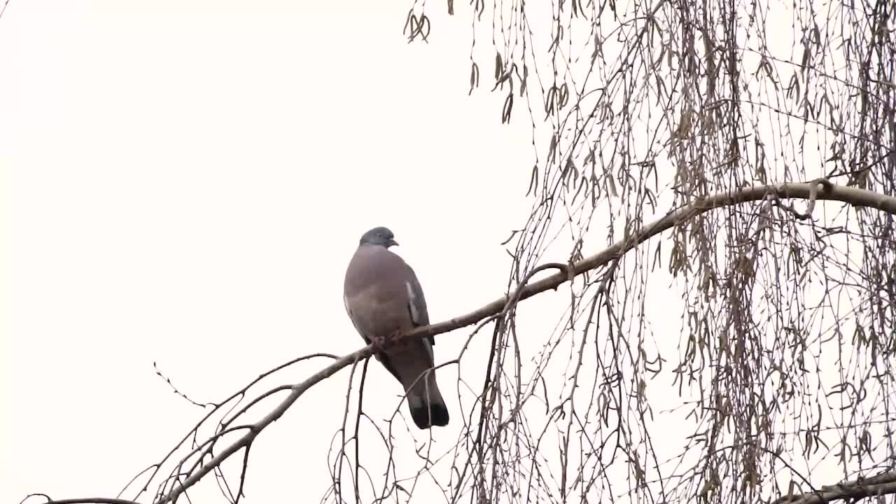 树枝上的鸽子视频素材