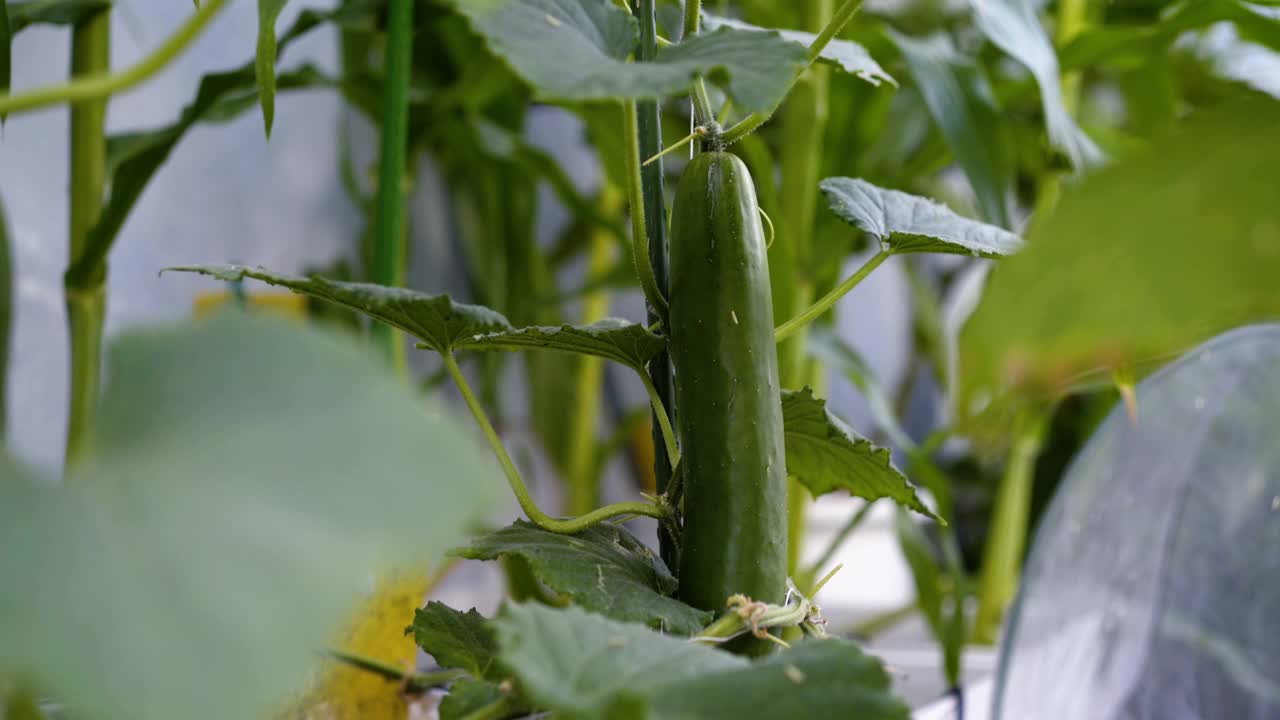 黄瓜与植物视频素材