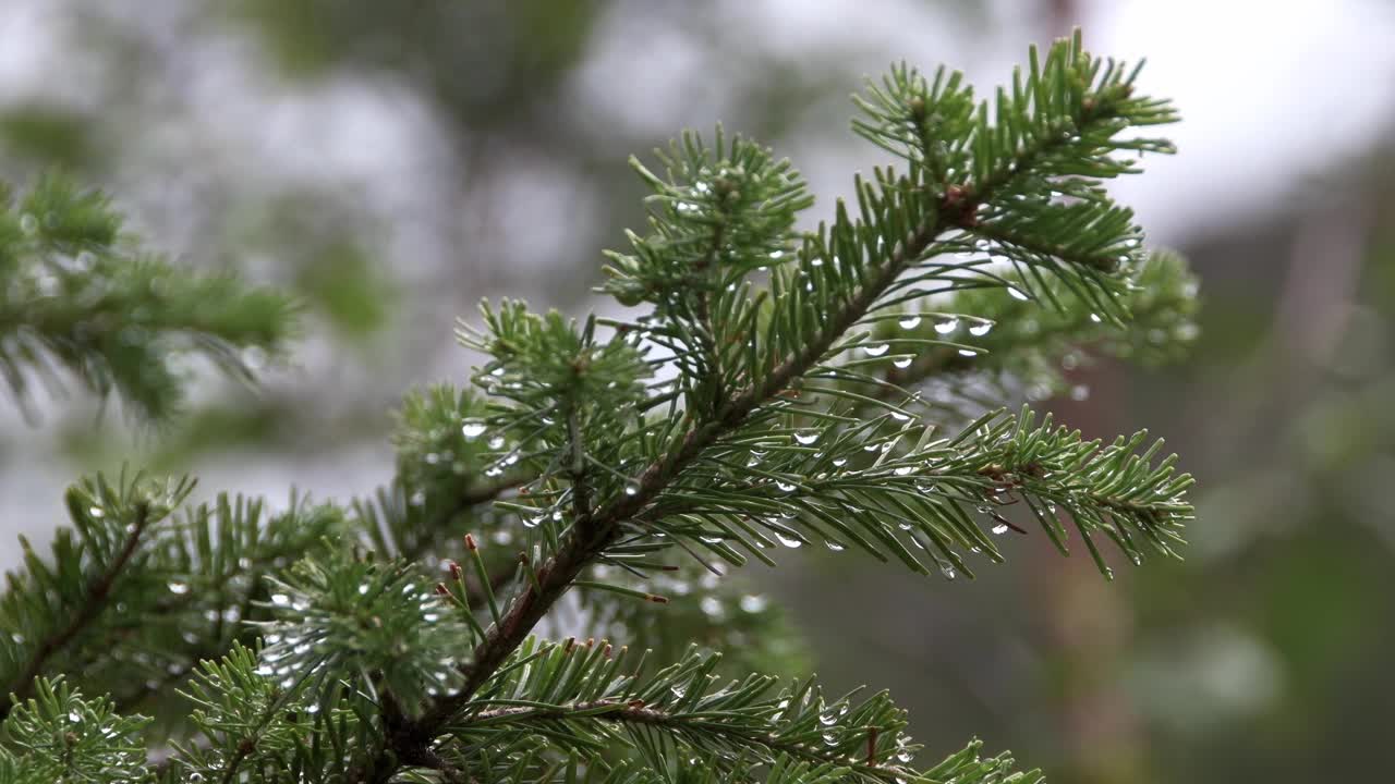 翠绿的冷杉枝在风中摇曳。针叶上有露珠。夏雨过后的森林清新视频素材