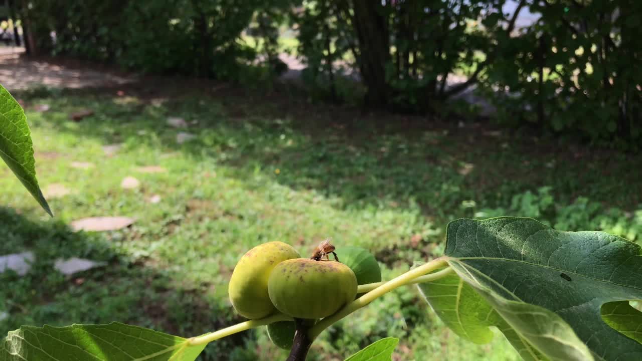 蜜蜂采集无花果花蜜视频下载