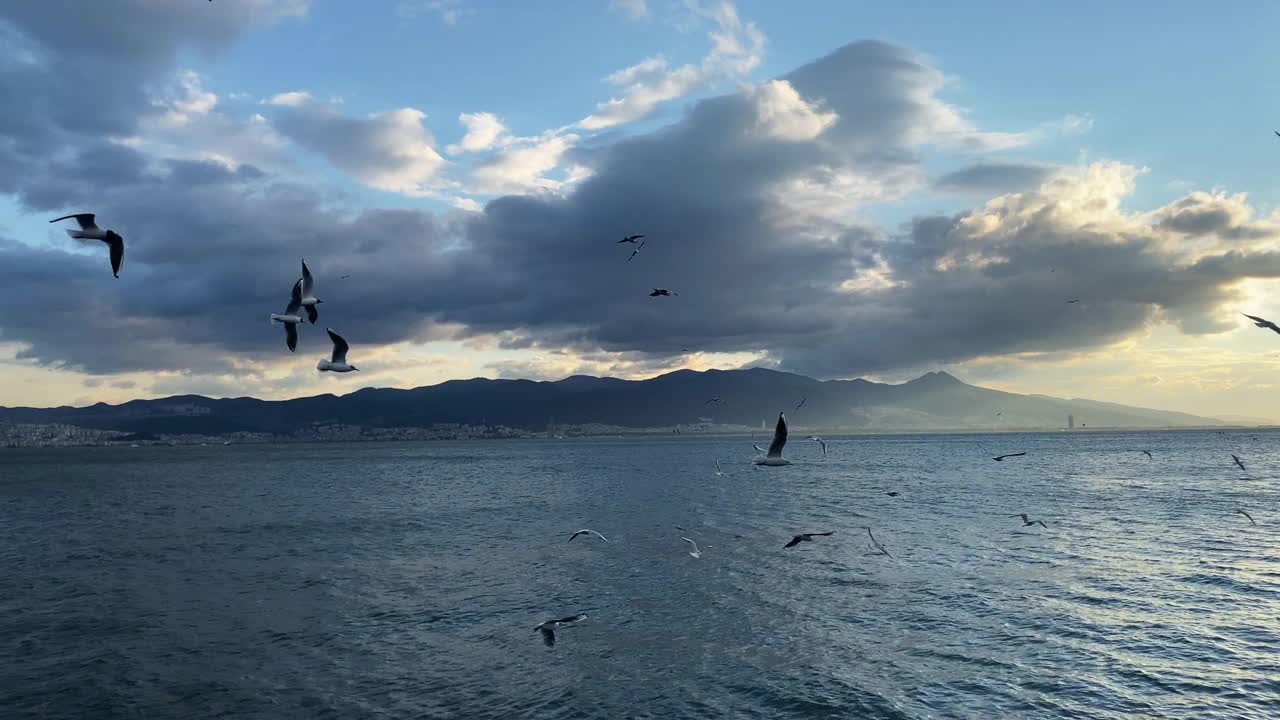 海鸥视频素材