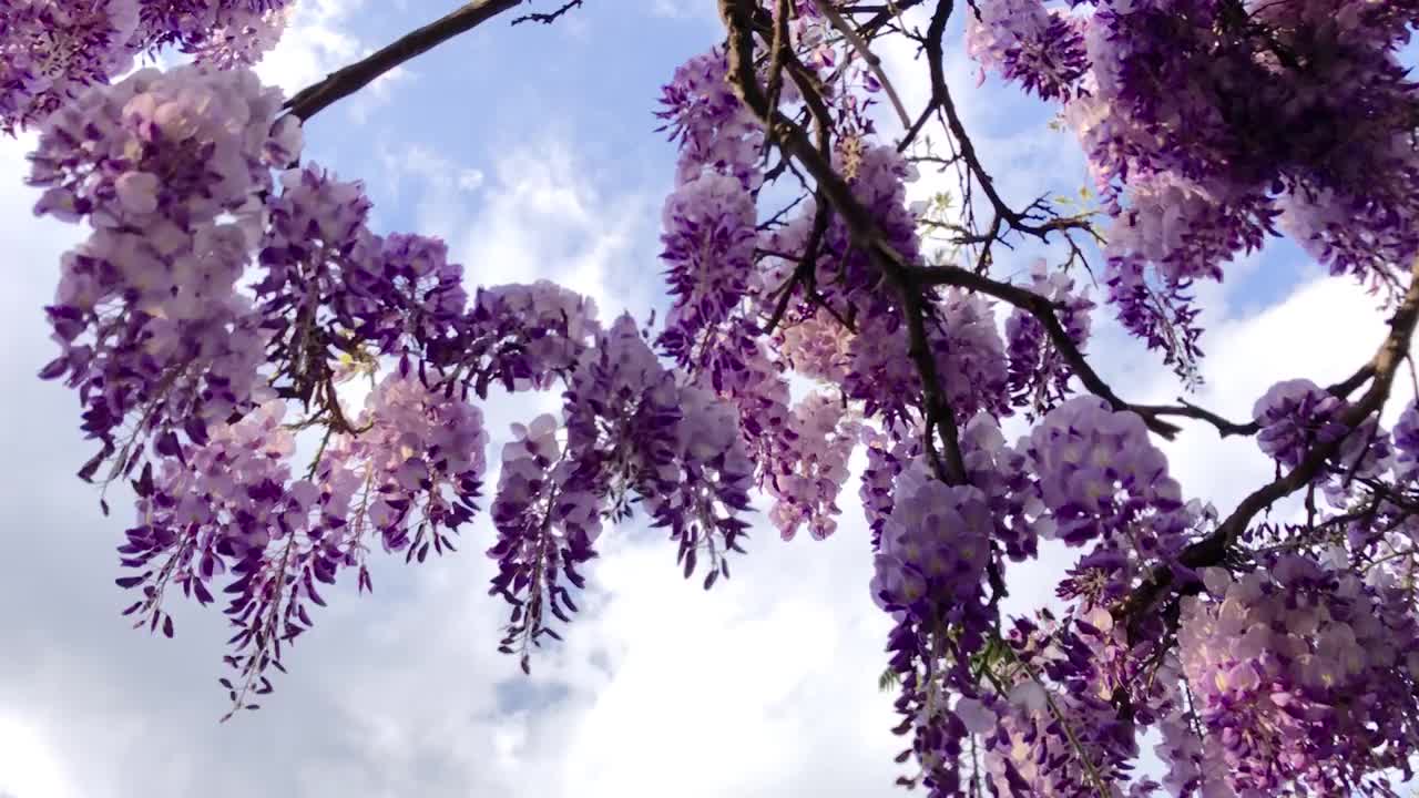 淡紫色紫藤花视频素材