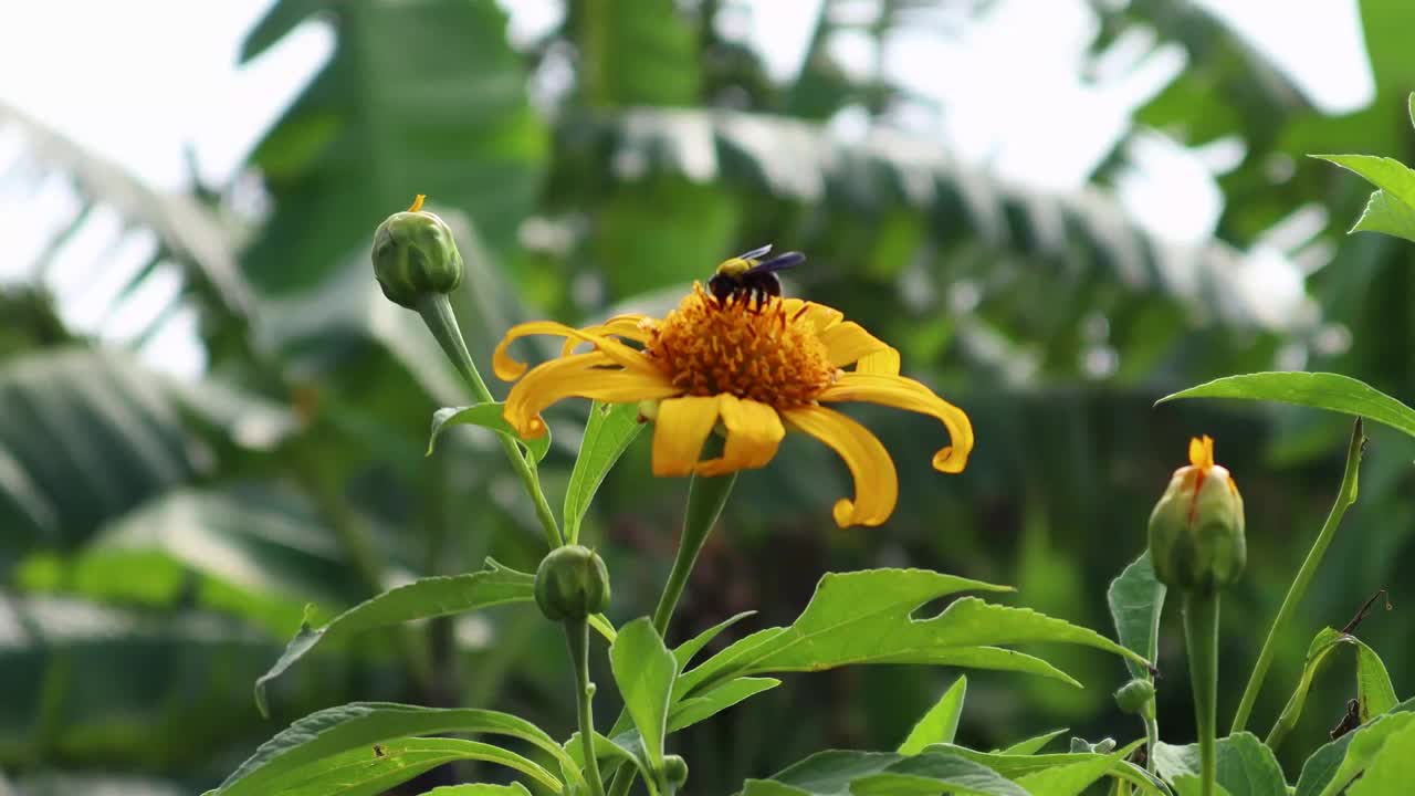 授粉视频下载