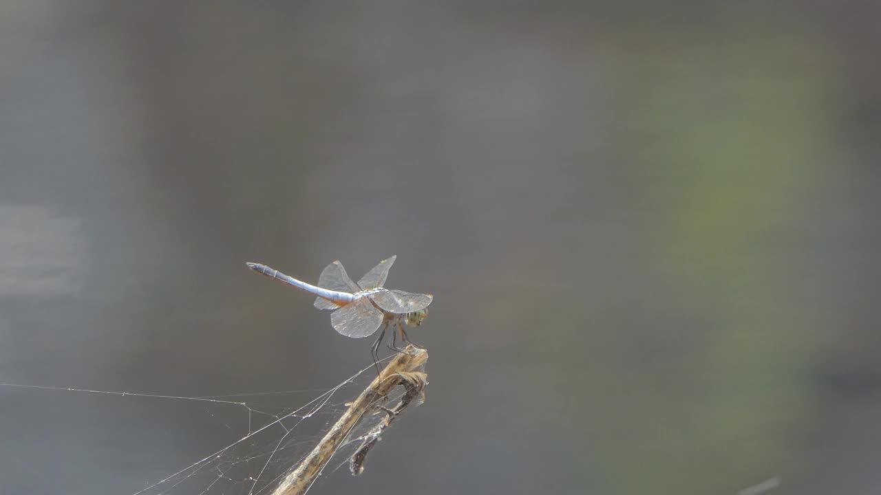 灰色蜻蜓栖息在树枝上。视频素材