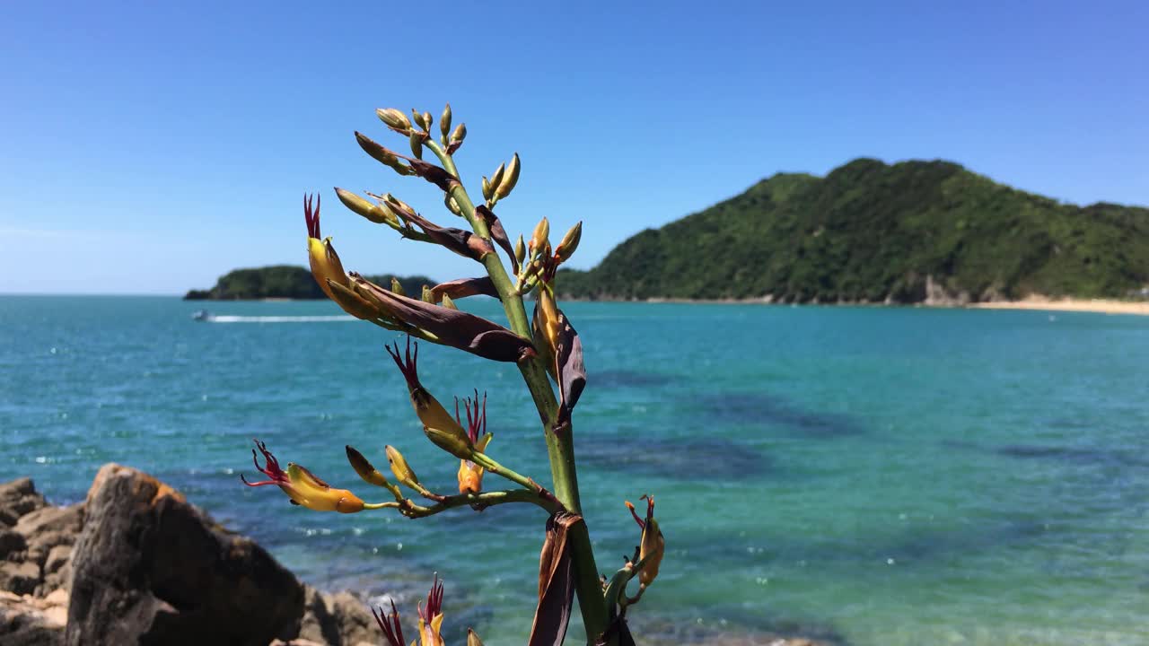 海岸黄开花Phormium cookianum(新西兰亚麻)视频素材