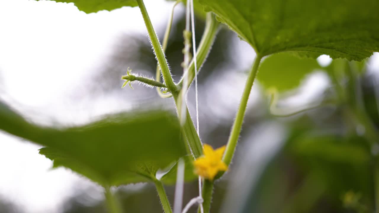 花园里长着带花的小黄瓜视频素材