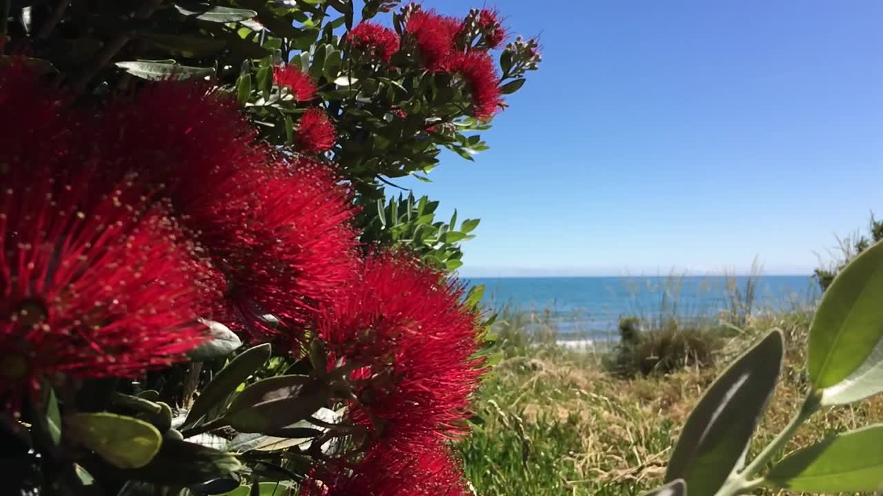 Pohutukawa树在花海滩视频素材