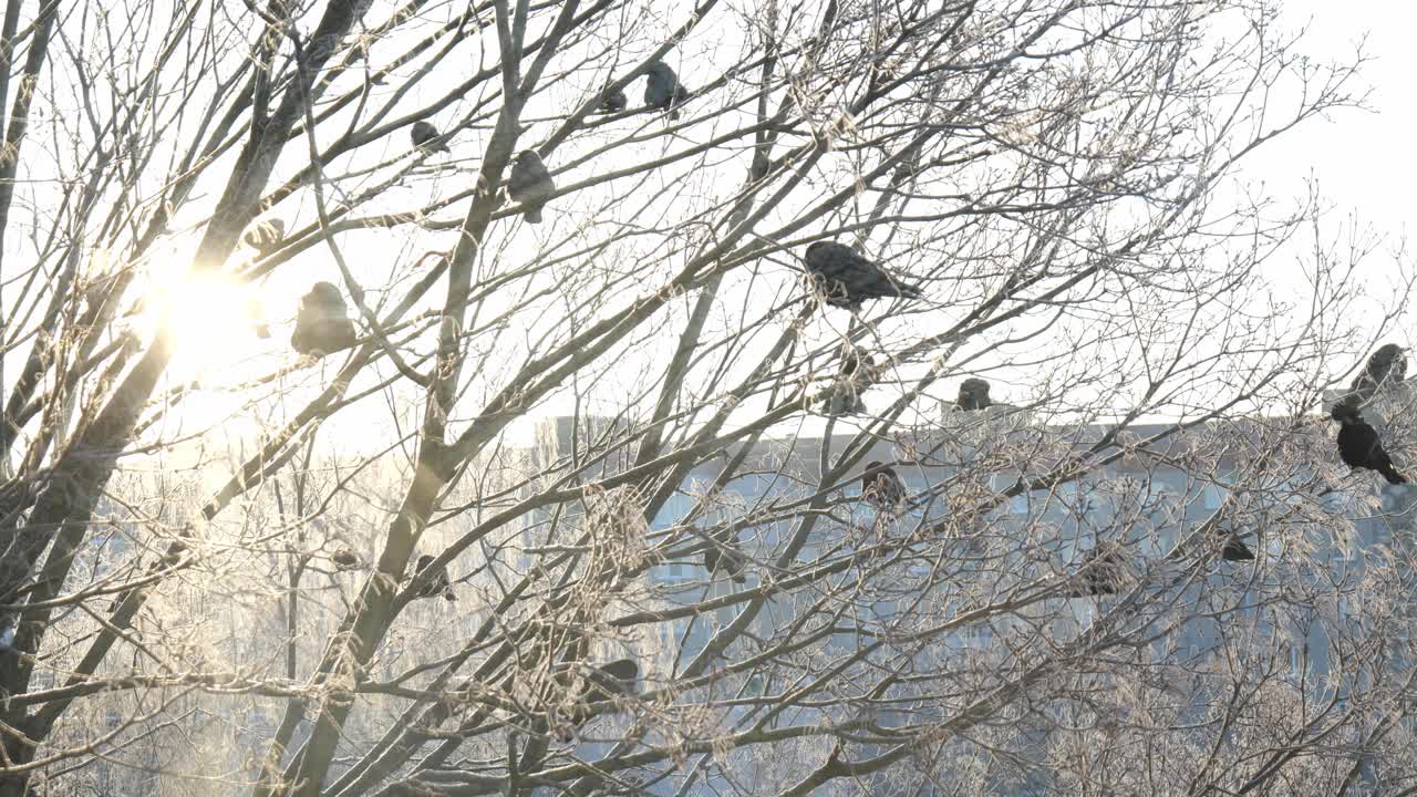 冬天乌鸦坐在树上视频素材