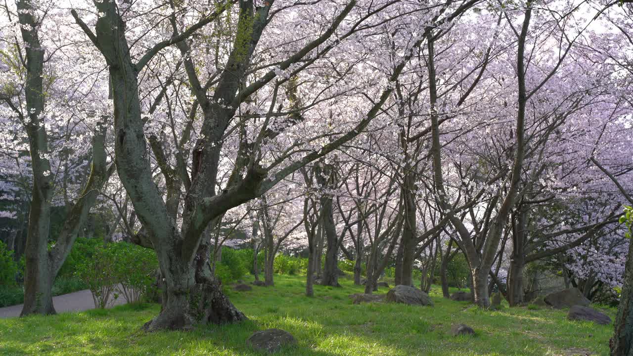 这是香川县三代市以美丽的樱花和濑户内海而闻名的师德山的视频视频素材