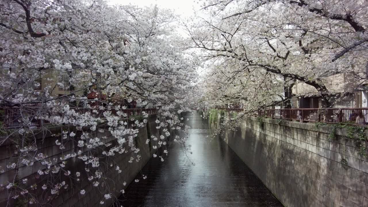 东京目黑区中目黑河边的樱花视频素材